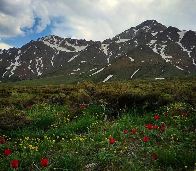 دشت دره بید پر از گل های زرد و قرمز در جوار کوهستان گلستانکوه