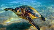 لاکپشت آکواریومی جزیره هنگام