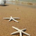 ستاره دریایی در ساحل