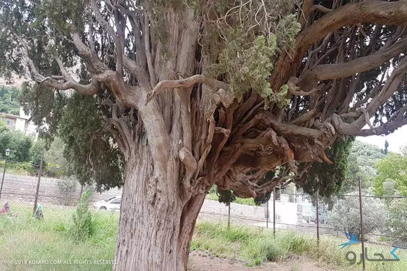 تنه درخت سرو هرزویل