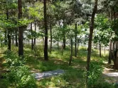 قبرستان فرحزاد با درختان بلند و سبز