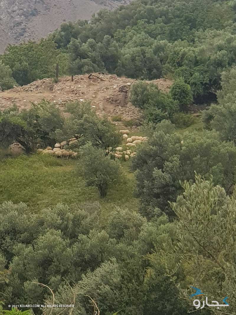گوسفندان در حال چرا در روستای هرزویل
