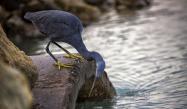 پرنده‌ای در حال آشامیدن در پارک ملی نایبند