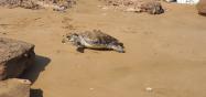 لاک‌پشت های ساحل جزیره لارک