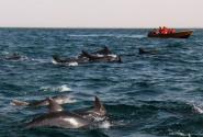 حرکت هماهنگ دلفین‌ های جزیره هنگام