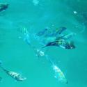 تماشای ماهی‌های آکواریومی جزیره هنگام