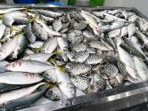 ماهی‌های گوناگون در بازار ماهی‌فروشان بندر عباس
