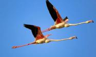 پرواز پرندگان در پارک ملی نایبند