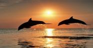 دلفین‌ های جزیره هنگام در غروب آفتاب