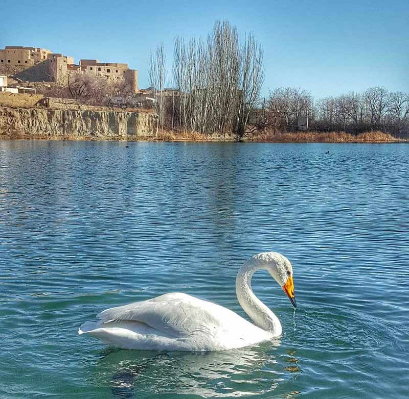 قوی سفید در دریاچه طرقرود اصفهان