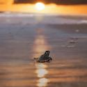لاکپشت پوزه عقابی در ساحل هنگام