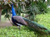 طاووس در باغ پرندگان کیش
