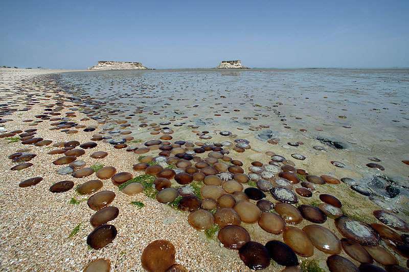 ساحل صدفی در جزیره هنگان با آب زلال دریا