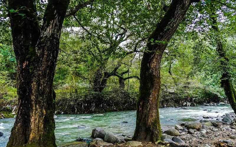 جنگلی سرسبز با رودخانه ای پرآب