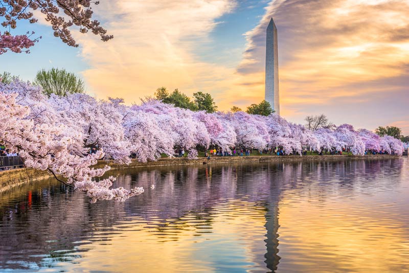 شکوفه‌های گیلاس در واشینگتن دی سی