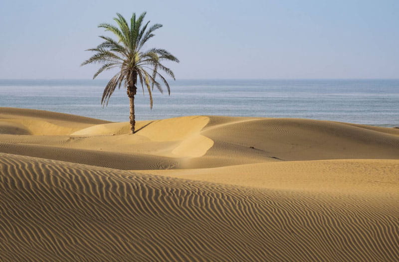 تک درخت نخل در ساحل شنی روستای درک