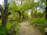 مسیر باغ های محله قصر دشت شیراز