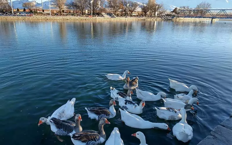 دریاچه ای پرآب با چندین مرغابی