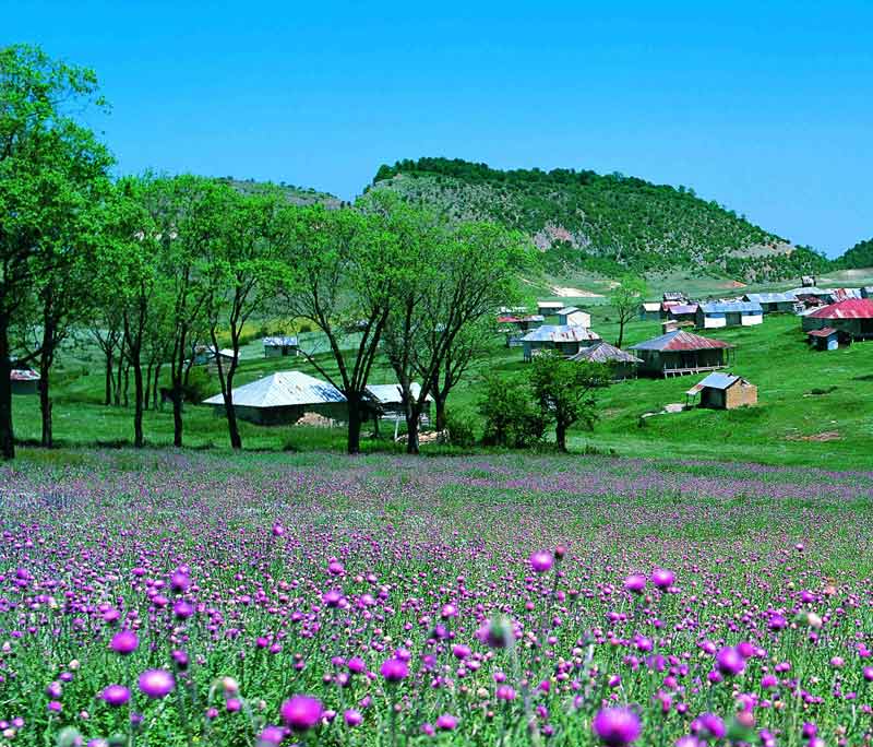 تصاویر روستای درازنو در بهار با گل های صورتی و دشت سبز