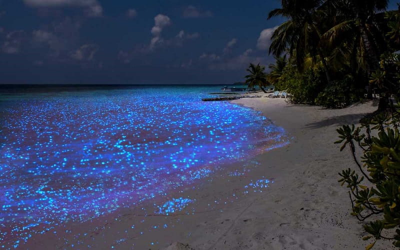 ساحل Bioluminescent