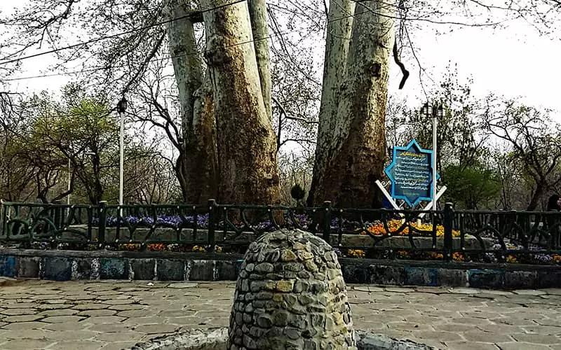 چندین درخت تنومند در پارکی در تویسرکان