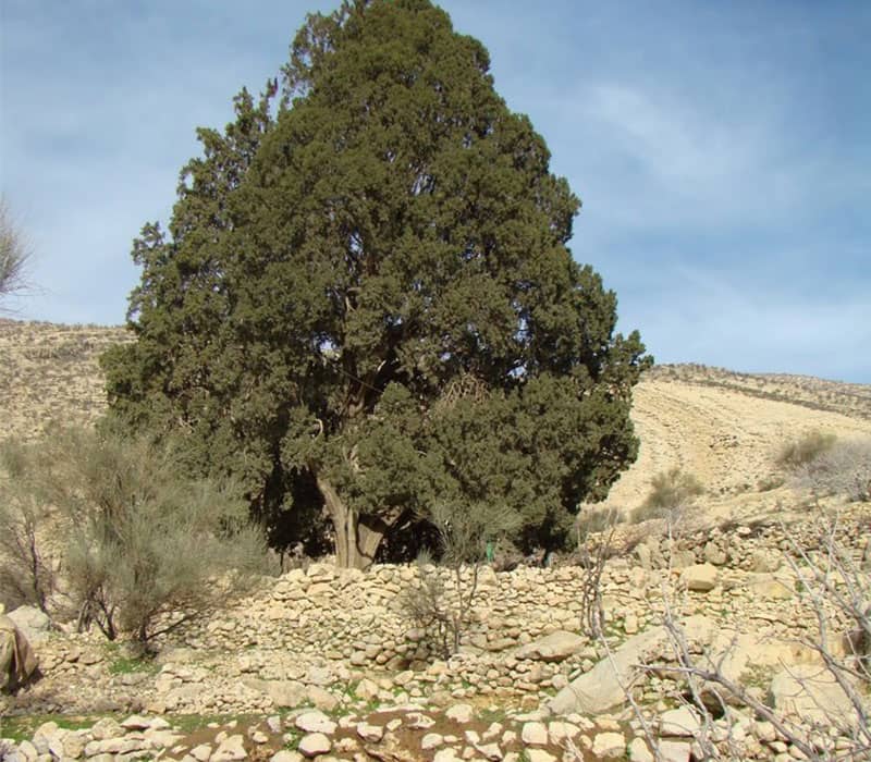 درخت سرو بلندی در منطقه‌ای خشک