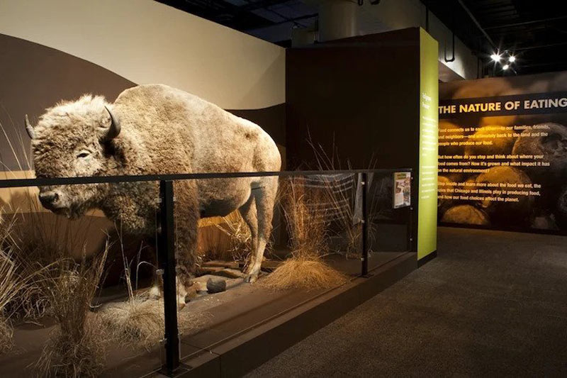 موزه طبیعت پگی نوت بارت در شیکاگو