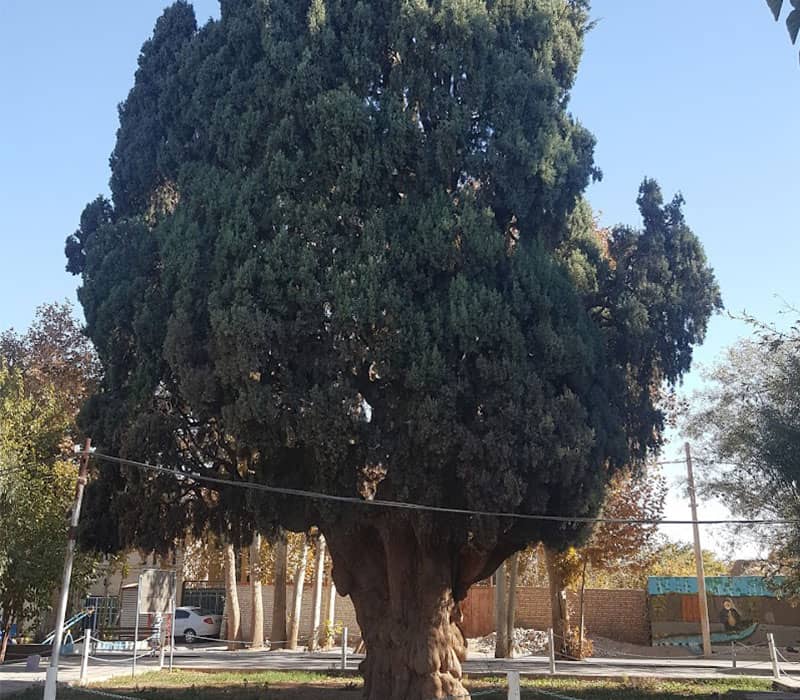 درخت سرو بلند