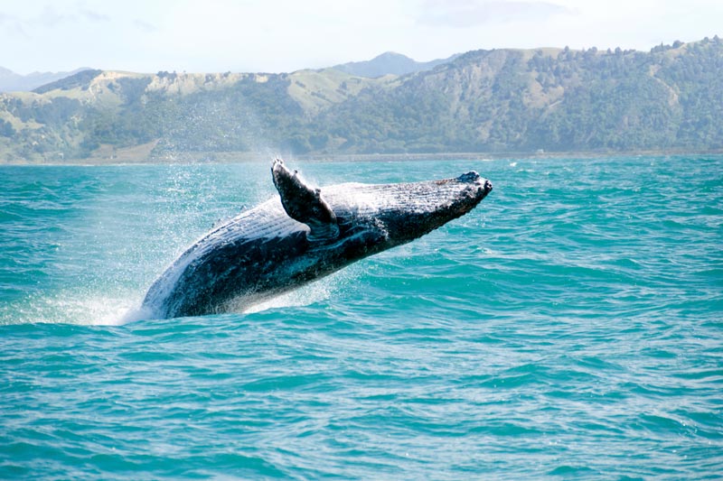 تماشای نهنگ‌ها در هاوایی