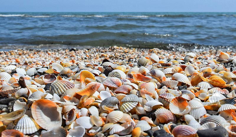 ساحل صدف آستار از میان صدف های ساحلی