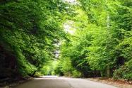 تصاویر مسیر روستای درازنو با درختان سبز