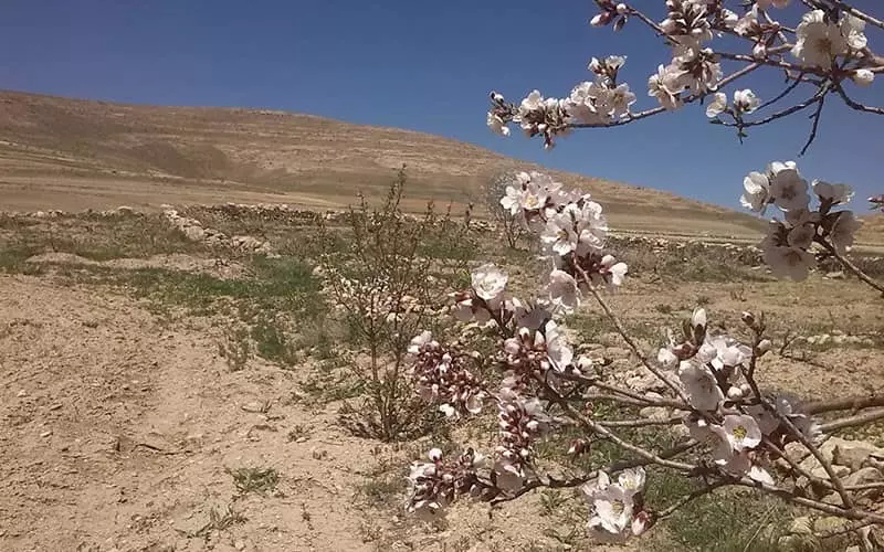 درخت شکوفه دار در منطقه ای خشک