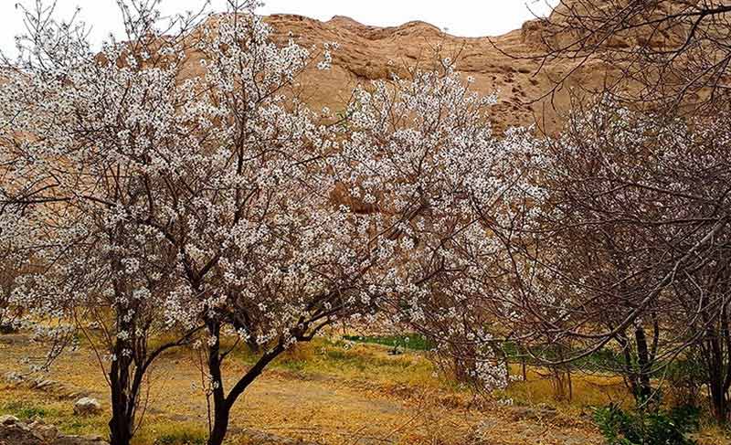 شکوفه های بهاری درختان روستای گردشگری قطرم در بهار