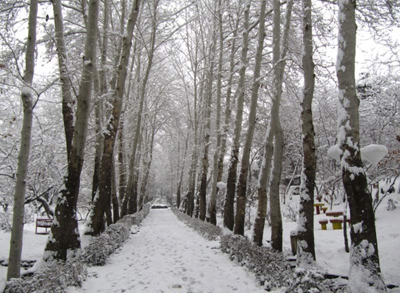 Arbres couverts de neige sur le sentier pédestre du parc Jamshidiyeh de Téhéran
