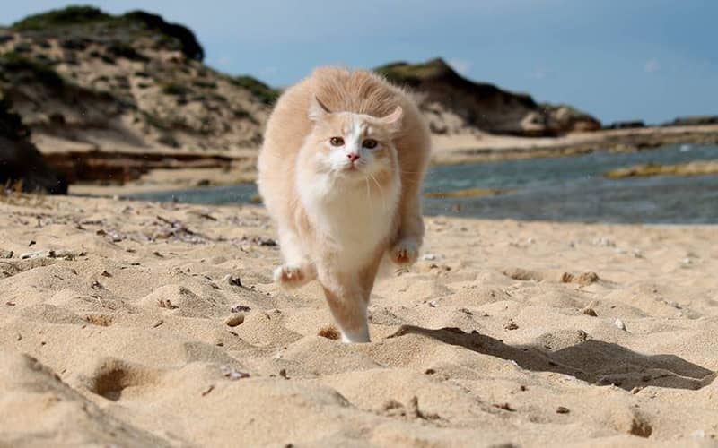 گربه ای در حال دویدن در ساحل پناهگاه گربه های سو پالوسو