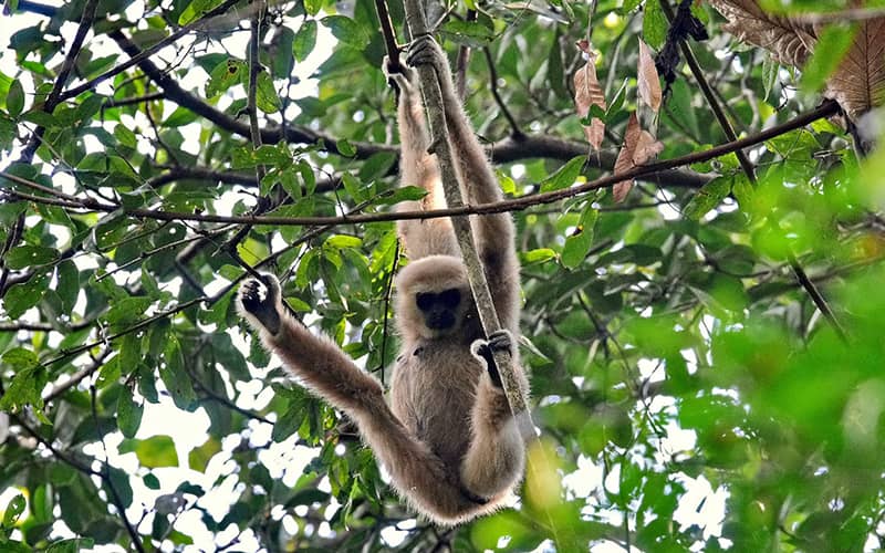میمونی در پارک ملی خائو سوک