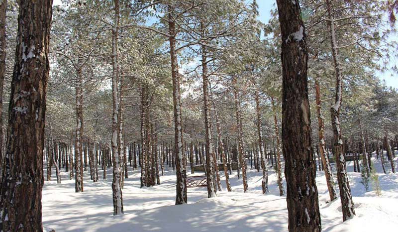 Arbres du parc forestier de Chitgar couverts de neige