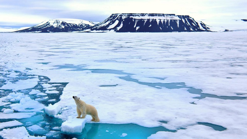 حیات جانوری قطب شمال