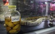 تخم مار پایتون در باغ خزندگان اصفهان
