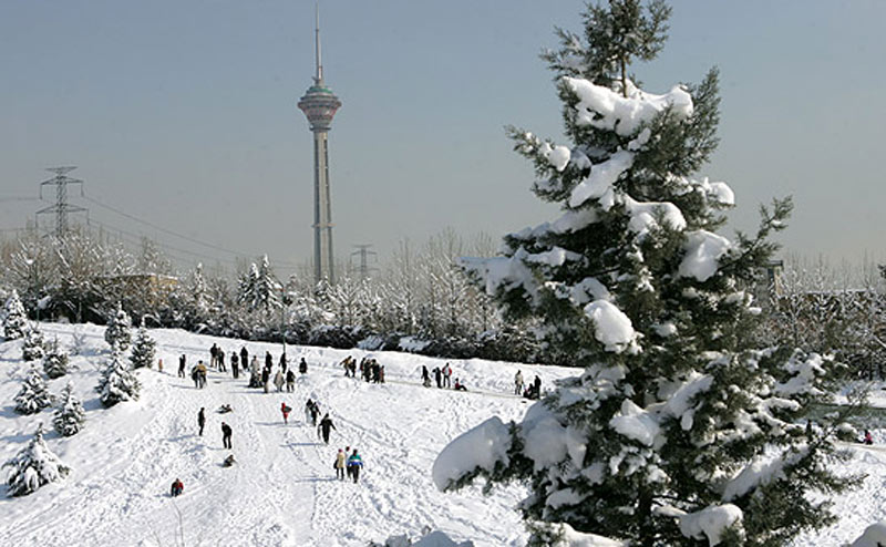 تصویر کاج برفی در پارک پردیسان مقابل برج میلاد تهران