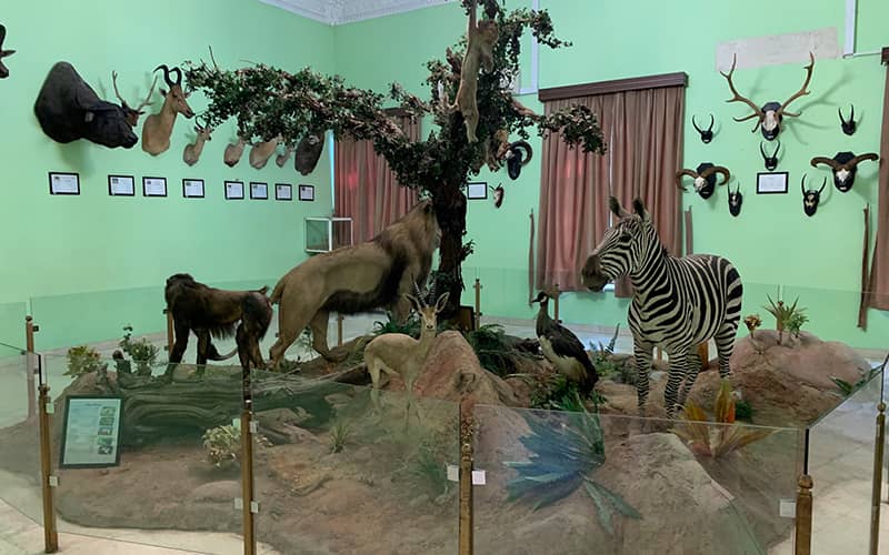 چند حیوان تاکسیدرمی در موزه هفت چنار