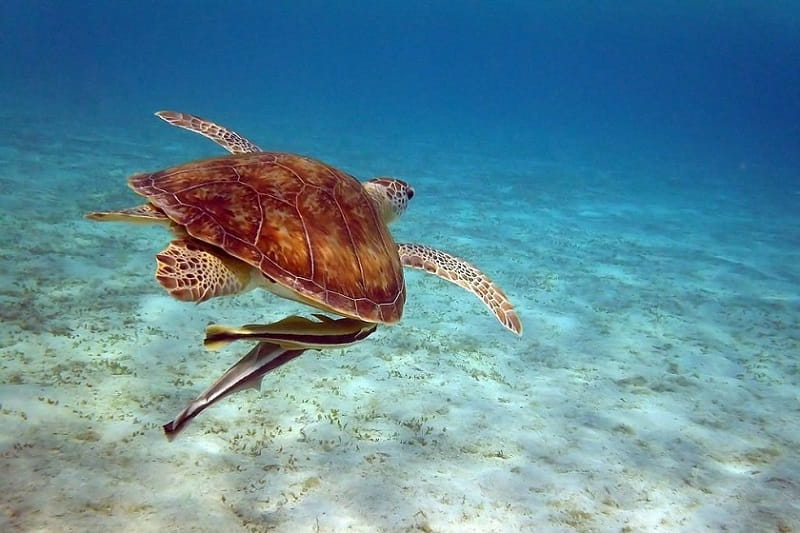 گونه لاکپشت دریای سرخ