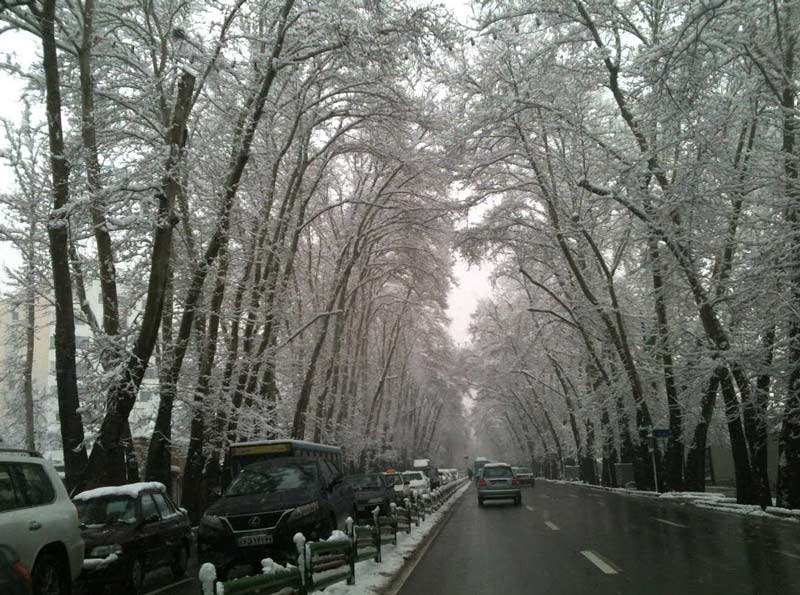 Les arbres de la rue Valiasr sont couverts de neige