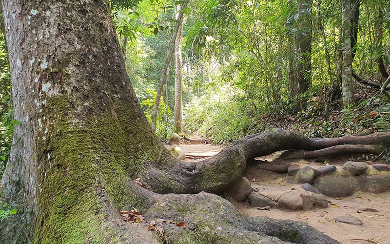 درختی تنومند در پارک ملی کائو یای