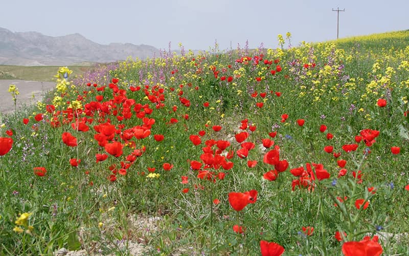 دشتی مملو از گل‌های لاله در روستای بزنگان