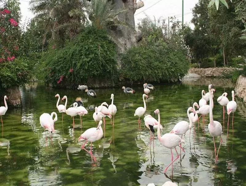 پرندگان در دریاچه مصنوعی باغ پرندگان مشهد