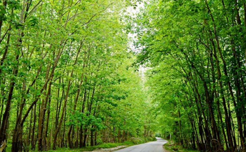 جاده جنگلی میان درختان انبوه در جنگل بونده محمود آباد