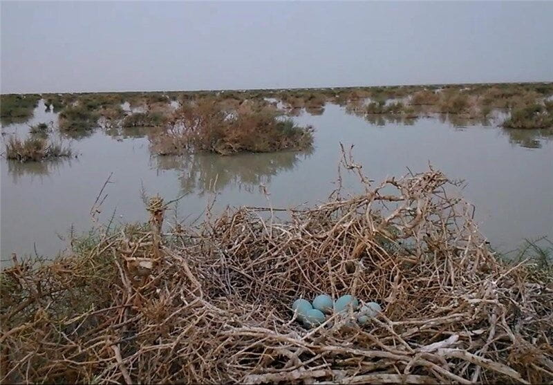 پرنده نگری