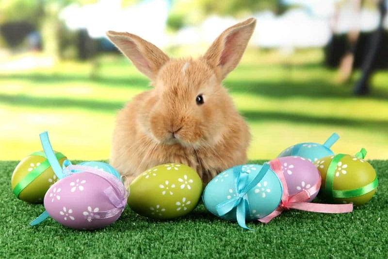 خرگوش نماد عید پاک مسیحیان