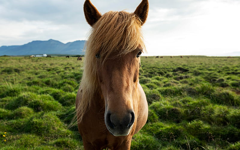 اسبی زیبا در منطقه ای سرسبز در ایسلند